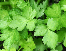 Load image into Gallery viewer, Parsley 'Italian'