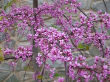 Load image into Gallery viewer, Cercis canadensis 'Pink Heartbreaker' Weeping Redbud