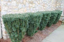 Load image into Gallery viewer, Cephalotaxus harringtonia 'Duke Gardens' Plum Yew