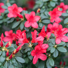 Load image into Gallery viewer, Indoor Blooming Azalea