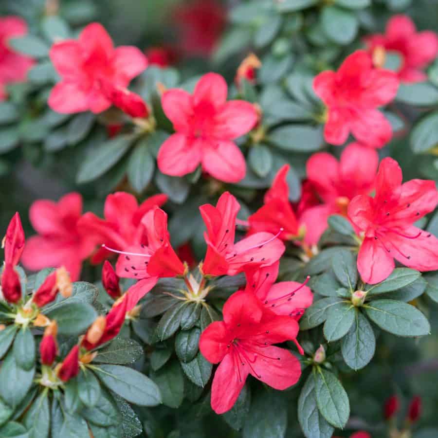 indoor azalea plant Indoor Blooming Azalea – Denchfield Nursery, Inc
