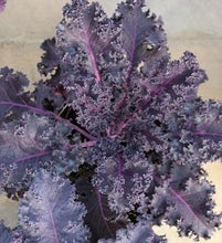 Load image into Gallery viewer, Ornamental Kale 'Redbor'