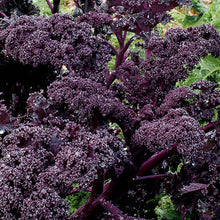 Load image into Gallery viewer, Ornamental Kale 'Redbor'