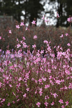 Load image into Gallery viewer, Gaura 'Steffi Dark Rose' Bee Blossom