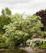 Load image into Gallery viewer, Chionanthus retusus 'Chinese Fringetree'