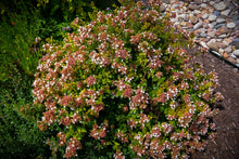 Load image into Gallery viewer, Abelia grandiflora ‘Rose Creek’