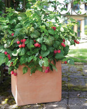 Load image into Gallery viewer, Rubus "Shortcake" Thornless Raspberry