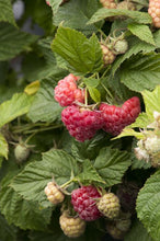 Load image into Gallery viewer, Rubus "Shortcake" Thornless Raspberry