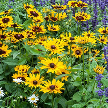 Load image into Gallery viewer, Black-Eyed Susan "Denver Daisy" Rudbeckia Hitra