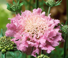 Load image into Gallery viewer, Scabiosa columbaria &#39;Pink Mist&#39;
