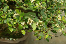 Load image into Gallery viewer, Ilex vomitoria 'Schillings'