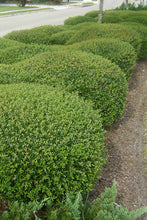 Load image into Gallery viewer, Ilex vomitoria 'Schillings'