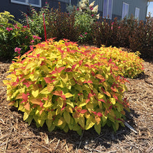 Load image into Gallery viewer, Spiraea "Double Play Candy Corn"