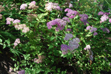 Load image into Gallery viewer, Spiraea japonica &#39;Little Princess&quot;&#39;
