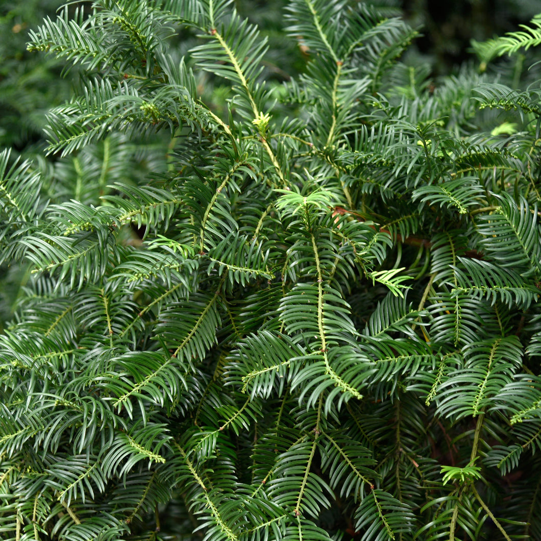 Cephalotaxus harringtonia 'Prostrata' Plum Yew
