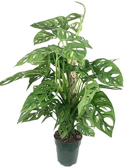 sansevieria plants for sale Buy Sansevieria Laurentii, Snake Plants