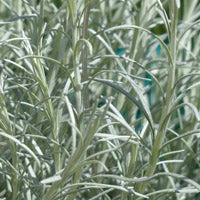 Load image into Gallery viewer, Curry Plant
