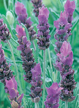 Load image into Gallery viewer, Lavender French