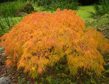 Load image into Gallery viewer, Acer palmatum Viridis' Japanese Maple