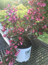 Load image into Gallery viewer, Weigela florida 'Wine & Roses'