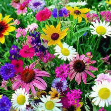 Load image into Gallery viewer, Wildflower Cutflower Mixture Seeds