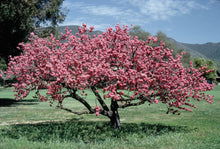 Load image into Gallery viewer, Prunus persica 'Elberta' Peach Tree
