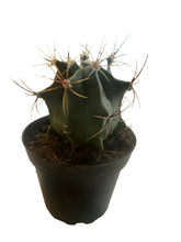 Load image into Gallery viewer, Mini Cactus Assorted
