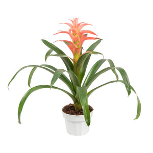 Bromeliad guzmania