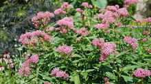 Load image into Gallery viewer, Asclepias incarnata "Swamp Milkweed"
