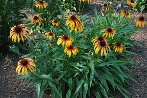 Echinacea 'Fiery Meadow Mama'