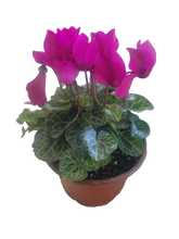 Load image into Gallery viewer, Mini Cyclamen
