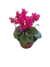Load image into Gallery viewer, Mini Cyclamen

