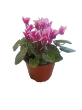 Load image into Gallery viewer, Mini Cyclamen

