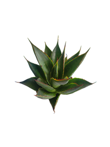 Agave pumila