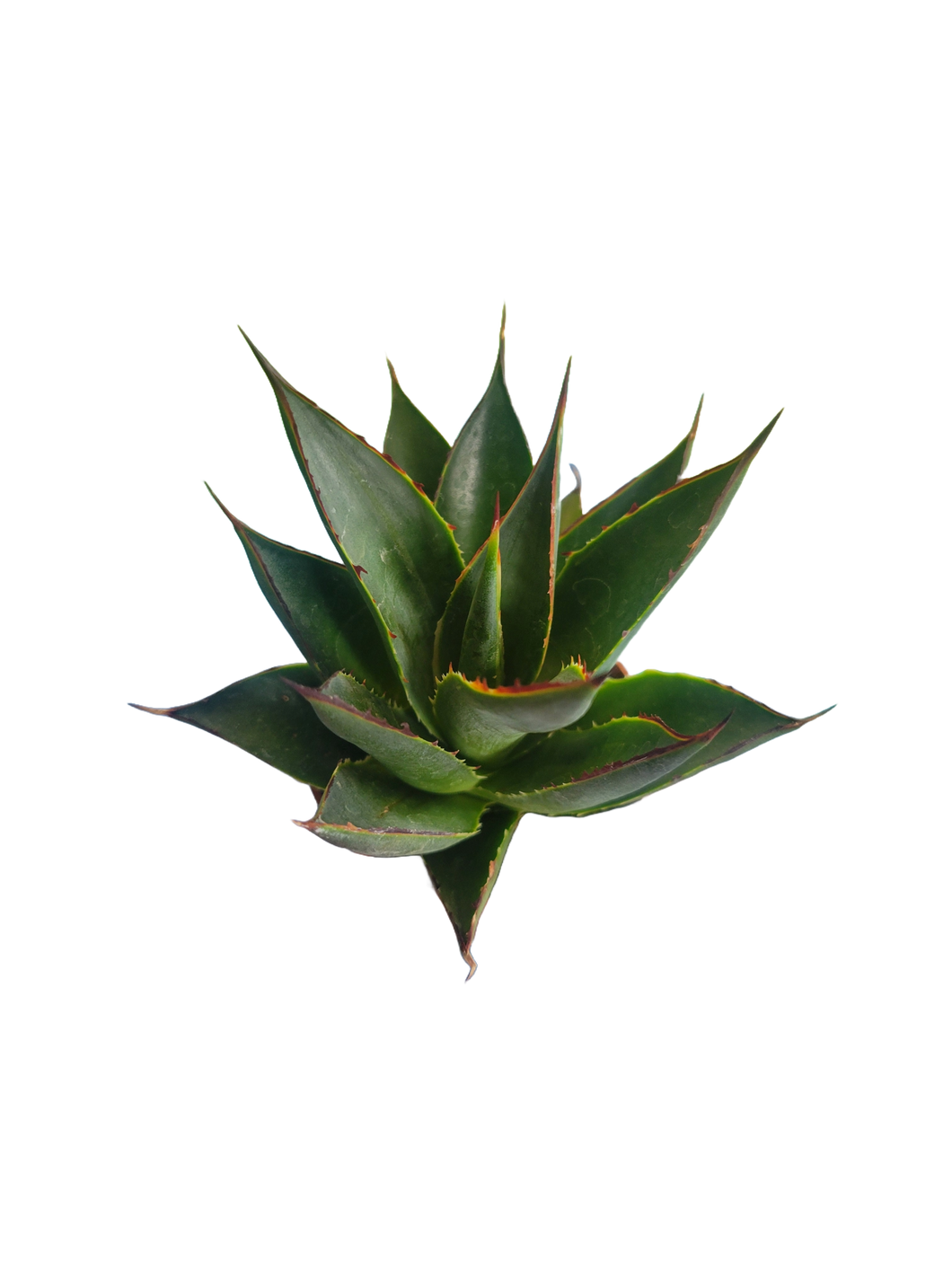 Agave pumila