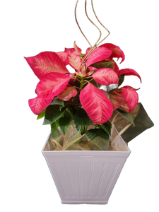 Poinsettia Planter