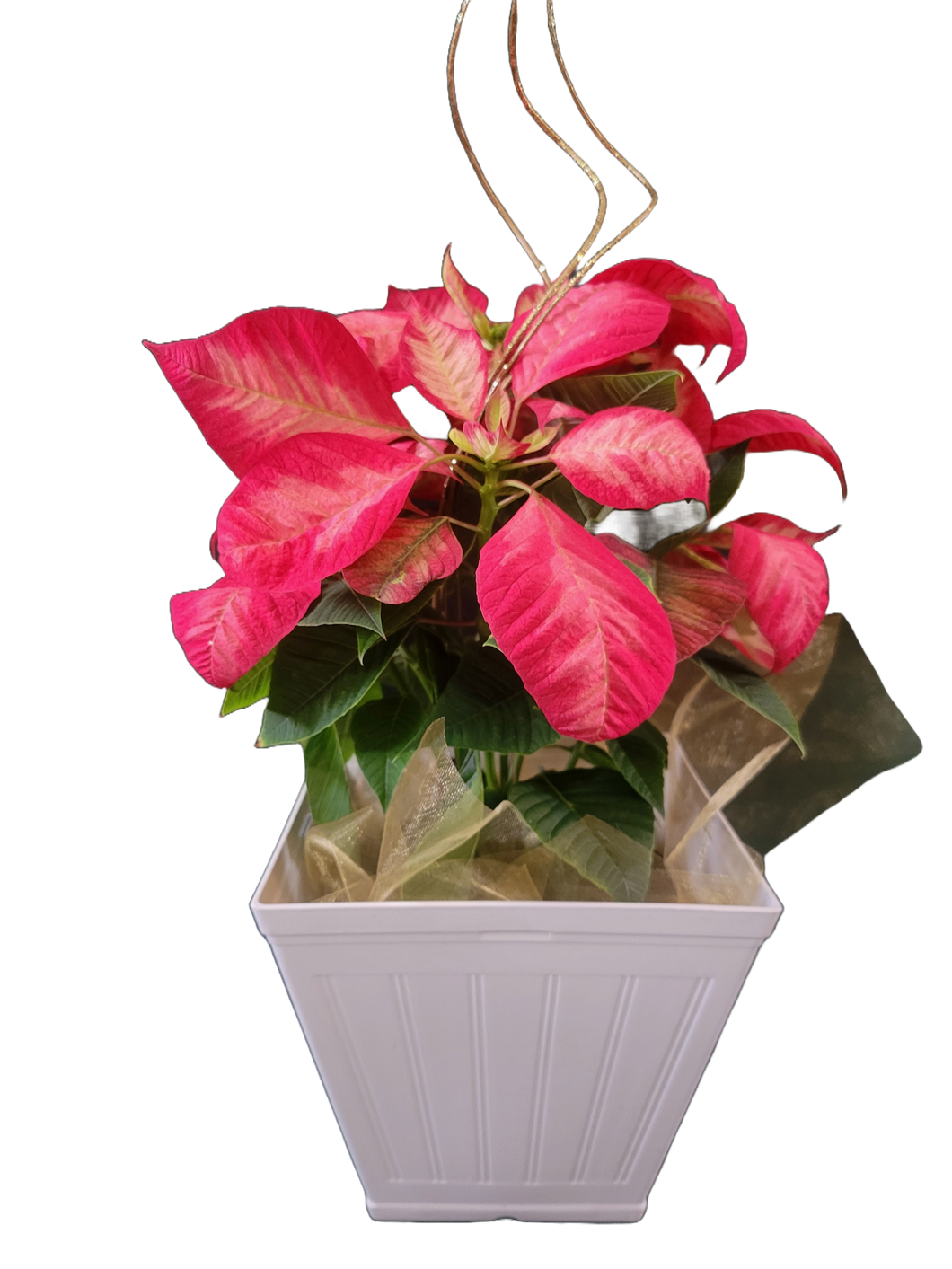 Poinsettia Planter