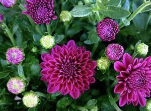 Bushel Basket Mum