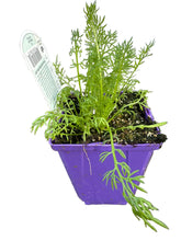 Load image into Gallery viewer, Chamomile 'German’
