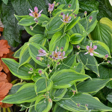 Load image into Gallery viewer, Tricyrtis formosana 'Autumn Glow'
