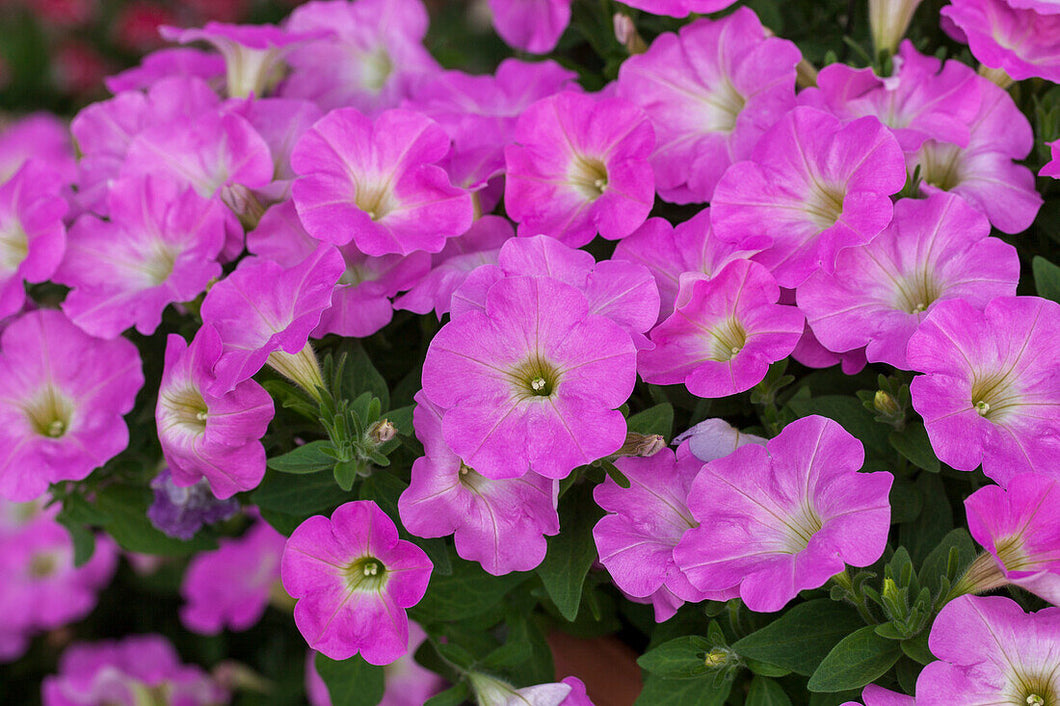 Petunia 