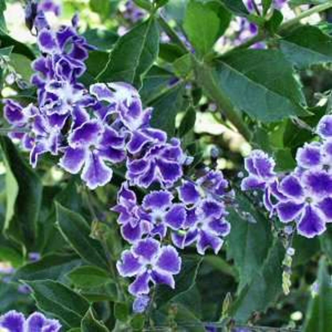 Duranta erects 'Golden Dewdrop'