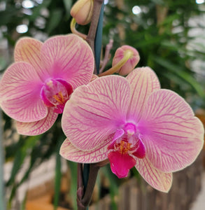 Orchid phalaenopsis