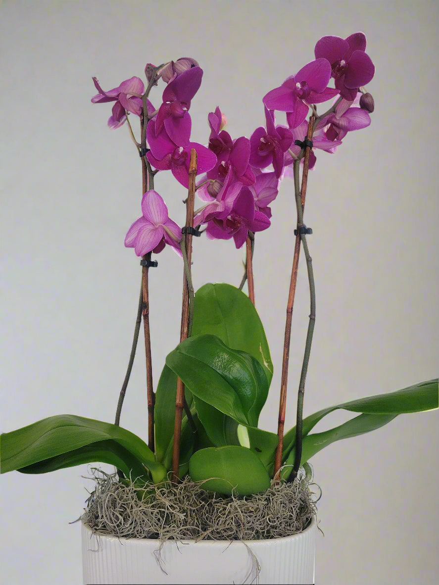 Double Orchid Planter