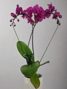 Sweetheart Orchids