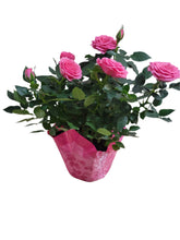 Load image into Gallery viewer, Mini Rose w/ Pot Cover
