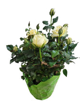 Load image into Gallery viewer, Mini Rose w/ Pot Cover
