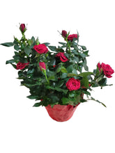 Load image into Gallery viewer, Mini Rose w/ Pot Cover
