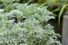 Load image into Gallery viewer, Artemisia arborescens 'Powis Castle'
