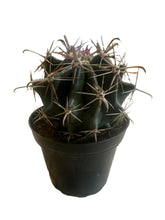 Load image into Gallery viewer, Mini Cactus Assorted
